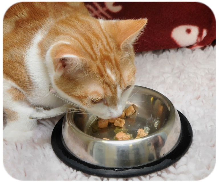 appétit du chat