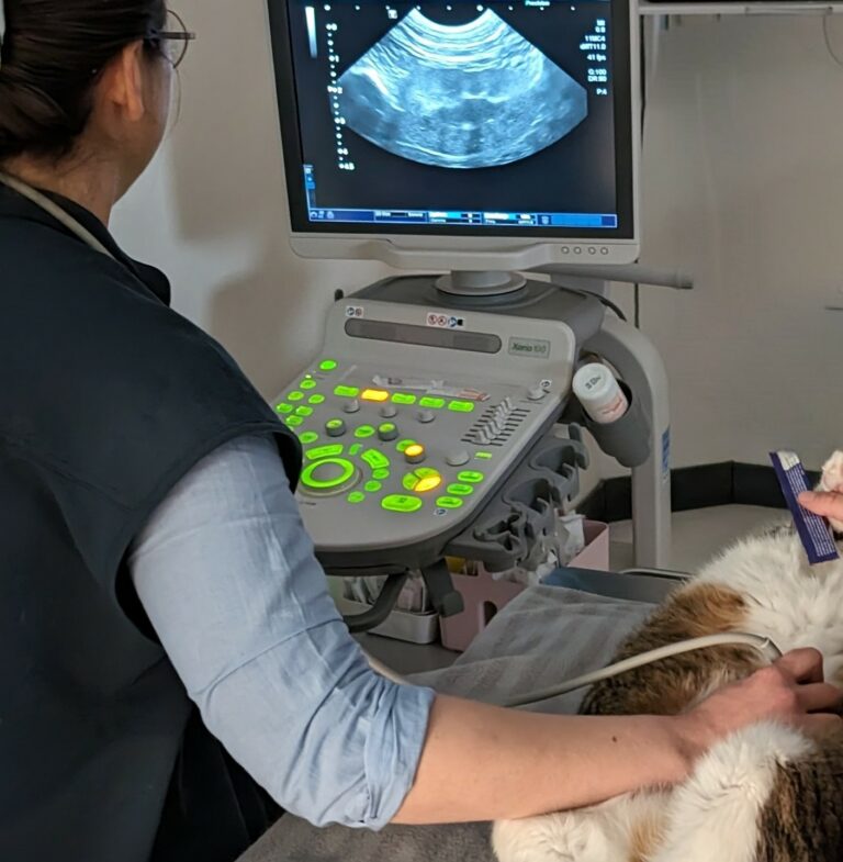 Photo d'une radiographie réalisée à la clinique vétérinaire Médichat