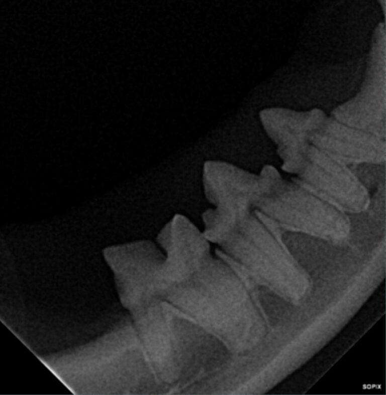 Photo d'une radiographie dentaire réalisée par la clinique vétérinaire médichat